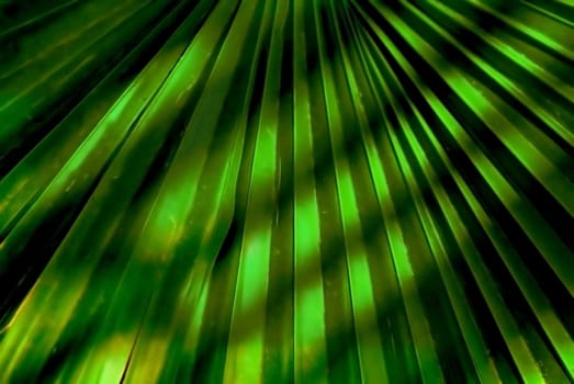 Fan palm