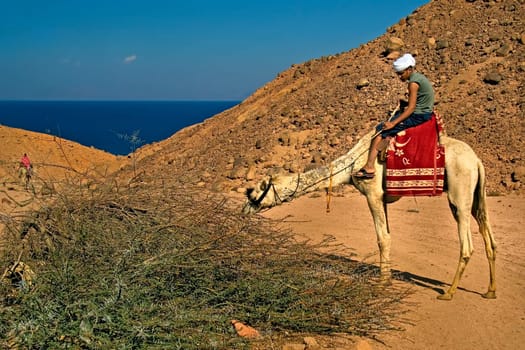 Camels also have to eat
