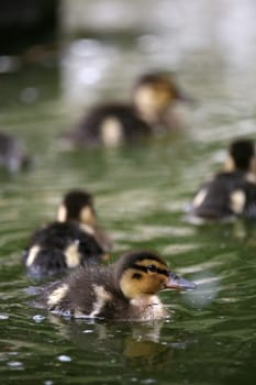 Duckling