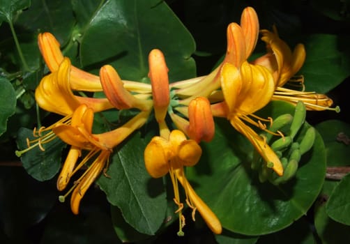 The beautiful umbel of a forest honeysuckle,a climbing plant that can grow up to 10m high