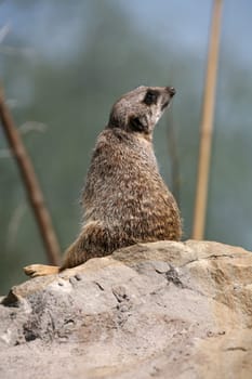 Meerkat