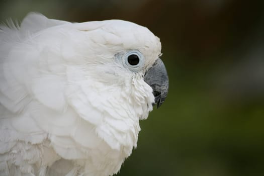 Yellow-crested cockatoo