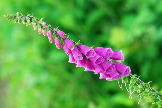 Digitalis purpurea