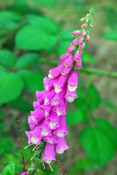 red foxglove