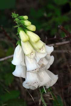 Digitalis