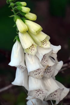 white foxglove