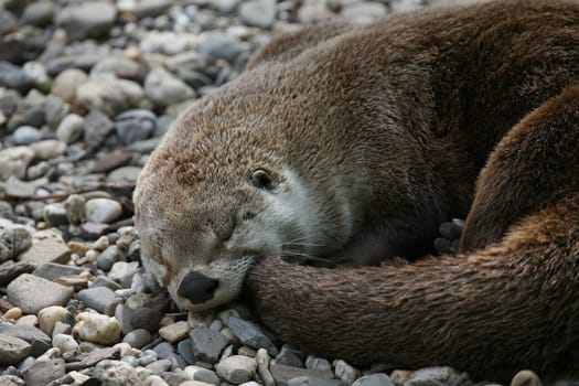Canadian otter