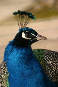 Peacock