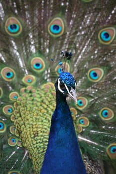Blue peacock
