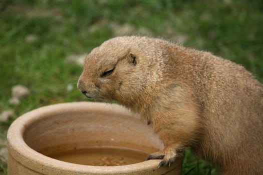 Prairie dog at the water bowl