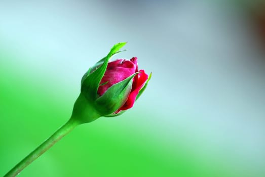 rose without hip without rosehip
