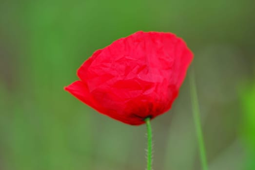 Poppy
