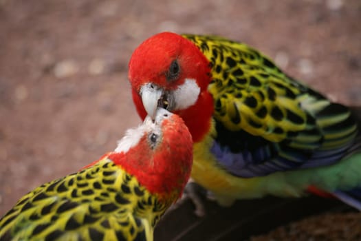 Rosella parakeets