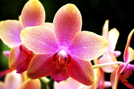 Phalaenopsis Rosa (Orchid)