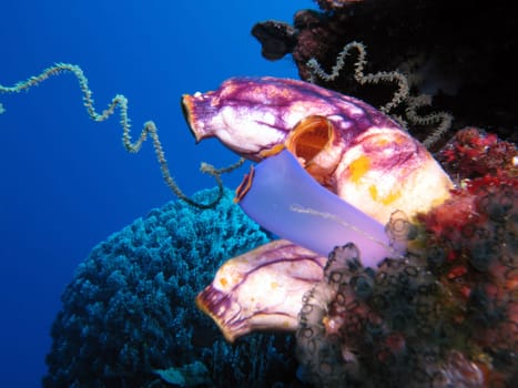 These beautiful formations are sea squirts. They come in many sizes and colors. They filter plankton out of the water.