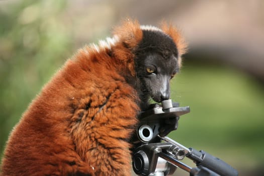 Curious lemur on a camera tripod