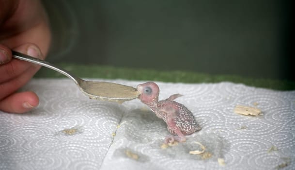 Budgie chicks in feeding