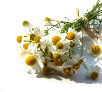 Camomile