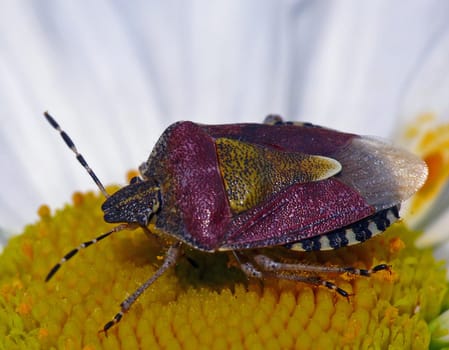 This berry bug had strayed in the garden from the neighboring gooseberry bush to a daisy in the flower bed. Completely atypical! Like many bedbugs,the berry bug is a plant sap sucker. In gardens,berry bugs find their main food: beer