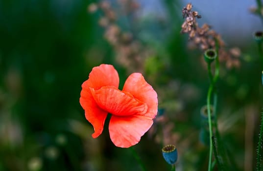 .... the French name for poppy is so cute that I don't want to withhold it from you... Mon Chèri should be well known...
