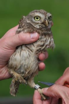 This picture was taken during the little owl excursion with the user Winni. Together with other users of PM,this was a wonderful day. I would like to thank everyone very much. Thank you very much to you Winni,for your delicious food and