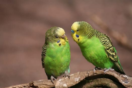 In a large aviary