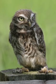 Young Little Owl 1