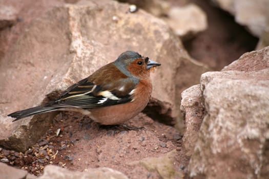 Songbird with a slightly defornated head