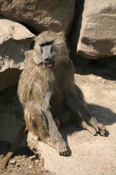 Olive baboon