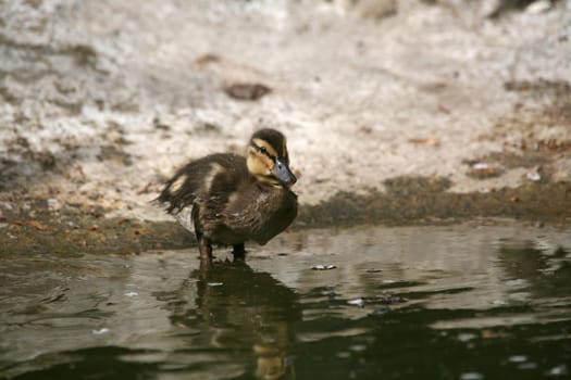 Duckling