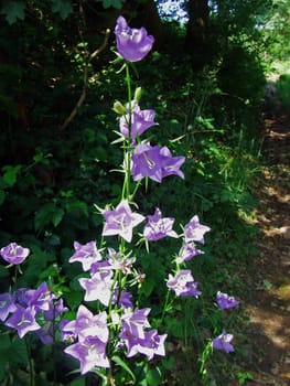 Bluebells