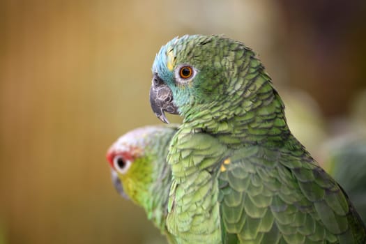 Yellow-cheeked parrot and blue-fronted parrot