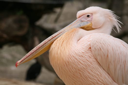 Pelecanus onocrotalus