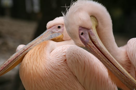 Pelicans