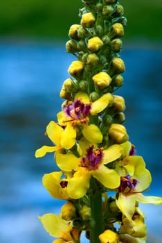 Mullein