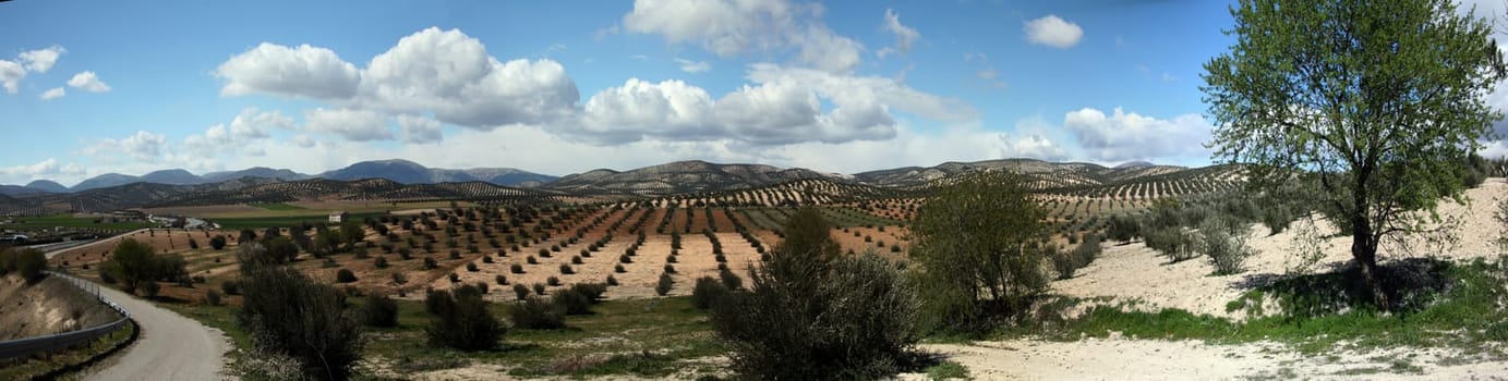 Olive plantation in Castile - Panorama