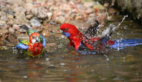 Bath time