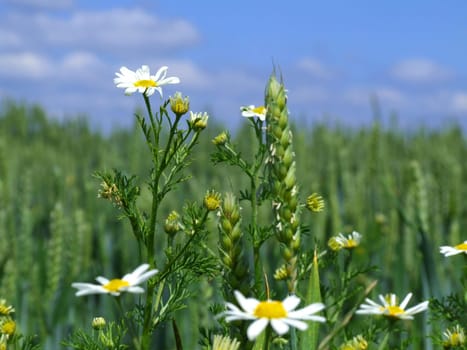 By the wayside