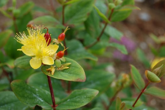Hypericum inodorum Orange Flair