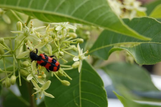 Ptelea trifoliata