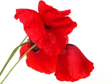 Poppy blossoms