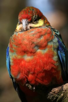 Platycercus eximius