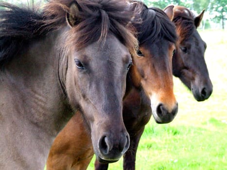 Horses