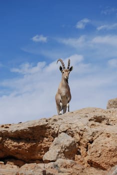 Capricorn