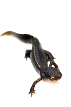 Alpine newt
