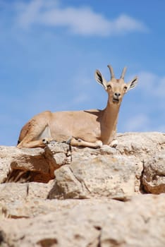 Capricorn