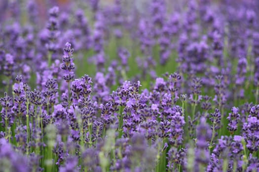 Lavender field