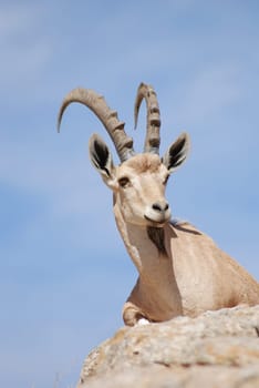 Capricorn