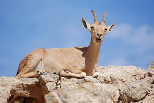 Capricorn