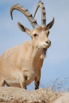 Capricorn